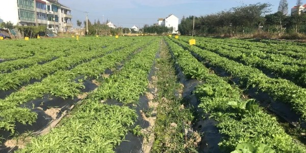 【力美新材料】生物降解地膜，農(nóng)膜綠色革命